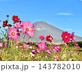 秋桜の背景にぼかし富士 143782010