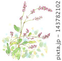 秋の植物、ピンクの花を付けたアイ（藍）の花の水彩画イラスト 143782102