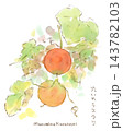秋の植物、丸いカラスウリの水彩画イラスト 143782103