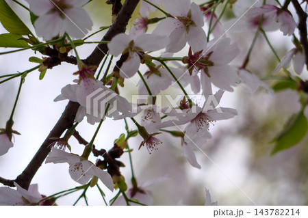枝先に咲く桜の花のアップ 春の淡い光 枝先に咲く桜の花のアップ 春の淡い光 143782214