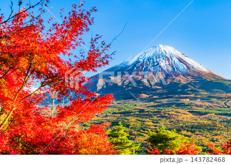 山梨 紅葉に染まる青木ヶ原樹海と富士山 ～紅葉台から～ 143782468