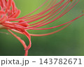 彼岸花のアップ 143782671
