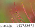 彼岸花のしべのアップ 143782672