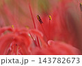 彼岸花のしべのアップ 143782673