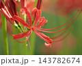 咲きかけの彼岸花のアップ 143782674