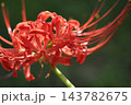 彼岸花一輪 143782675
