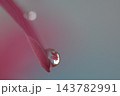 ピンクの花びらと水滴とうつりこみ 143782991