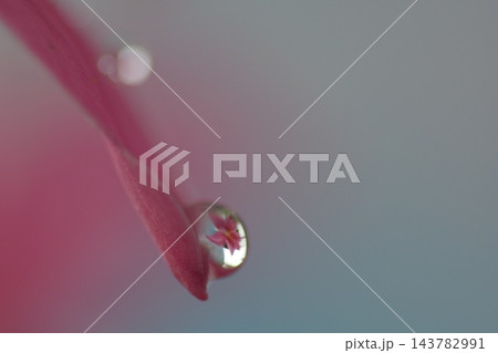 ピンクの花びらと水滴とうつりこみ 143782991