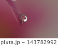 ピンクの花と水滴と映り込み 143782992