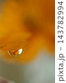 キバナコスモスと水滴 143782994