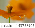 キバナコスモスと水滴とうつりこみ 143782995