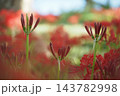 彼岸花のつぼみ 143782998