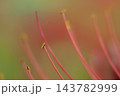 彼岸花のしべのアップ 143782999