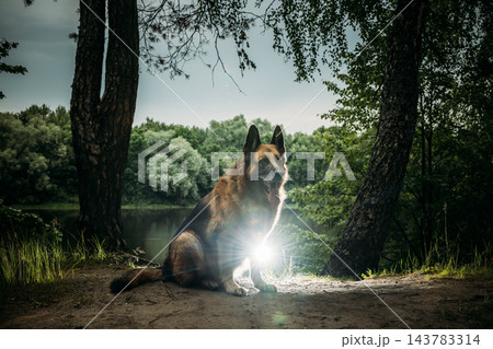 Majestic German Shepherd Sitting by the Water's Edge 143783314