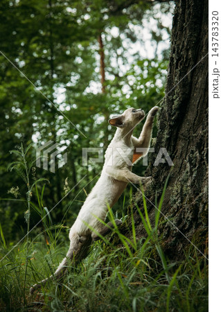 White Devon Rex Exploring Tree Trunk – Natural Forest Setting with Grass Environment 143783320