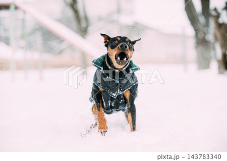 Funny Black Miniature Pinscher Zwergpinscher, Min Pin Dog Playing And Running Outdoor In Snow, Winter Season Funny Black Miniature Pinscher Zwergpinscher, Min Pin Dog Playing And Running Outdoor In Snow, Winter Season 143783340