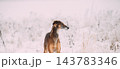 Hunting Sighthound Hortaya Borzaya Dog During Hare-hunting At Winter Day In Snowy Field 143783346