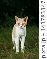 Red-Cream Devon Rex Walking in Grass – Outdoor Pet Photography with Curly Coat 143783347