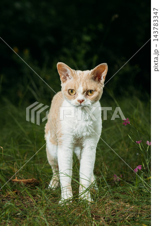 Red-Cream Devon Rex Walking in Grass – Outdoor Pet Photography with Curly Coat 143783347