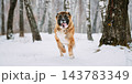Caucasian Shepherd Dog Running Outdoor In Snowy Field At Winter Day. Smiling Dog 143783349