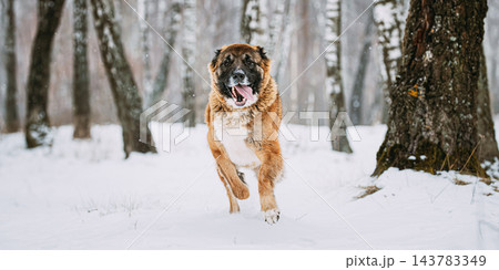 Caucasian Shepherd Dog Running Outdoor In Snowy Field At Winter Day. Smiling Dog Caucasian Shepherd Dog Running Outdoor In Snowy Field At Winter Day. Smiling Dog 143783349