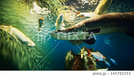 Redtail Catfish Side View. Phractocephalus Hemioliopterus Is Large Species Of South American Pimelodid (long-whiskered) Catfish. It Is Known In As Cajaro. Only Extant Species Of Its Genus 143783353