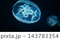 Bright Common Jellyfish Close Up View. Aurelia Aurita. Moon Jellyfish Slow Swim. Jellyfish Is Almost Entirely Translucent. Capable Of Only Limited Motion, And Drifts With The Current, Even When 143783354