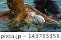 Sea Turtle Head Detail in Shallow Water with Wrinkled Skin Texture 143783355
