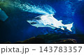 Sand Tiger Shark And Stingray Swim In Underwater Aquarium. Carcharias Taurus Gray Nurse Shark. Blue-nurse Sand Tiger Close Up View. Shark Inhabits Subtropical. Dwell In Waters Of Japan, Australia 143783357