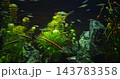 Needlefish Small Puffer Fishes Float In Aquarium. Puffer Fish Family Belonidae Or Long Puffer Fish Carnivorous Fish. Needlefish Most Common In Subtropics 143783358