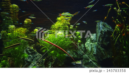 Needlefish Small Puffer Fishes Float In Aquarium. Puffer Fish Family Belonidae Or Long Puffer Fish Carnivorous Fish. Needlefish Most Common In Subtropics Needlefish Small Puffer Fishes Float In Aquarium. Puffer Fish Family Belonidae Or Long Puffer Fish Carnivorous Fish. Needlefish Most Common In Subtropics 143783358