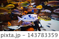 Colorful Fishes Float In Zoo Aquarium. Different Colored Fish In Aquarium. Colorful Cichlids Swim At Aquarium. Cichlids Large, Diverse, And Widespread Family Cichlidae, Order Cichliformes 143783359