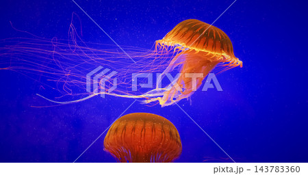 Jellyfish Swim Up On Blue Background. Japanese Sea Nettle Or Chrysaora Pacifica In Family Pelagiidae. Dangerous Jellyfish To Humans. Mesmerizing Swimming Of Jellyfish. Ocean Animal, Aquatic Life Jellyfish Swim Up On Blue Background. Japanese Sea Nettle Or Chrysaora Pacifica In Family Pelagiidae. Dangerous Jellyfish To Humans. Mesmerizing Swimming Of Jellyfish. Ocean Animal, Aquatic Life 143783360