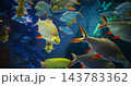 Aquarium Filled With Tinfoil Barb Fishes Close up View. Tinfoil Barb Is Schooling Species. Active And Entertaining Fishes. Tinfoil Barb Grouped Together In Underwater. Fish Tinfoil Barb Swimming In 143783362