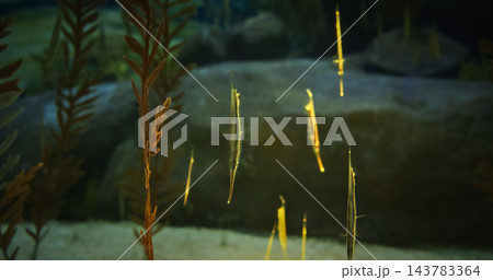 Shrimpfish Also Called Razorfish In Underwater Aquarium. Razorfish Swim In Synchronized Manner With Their Heads Pointing Downwards. Razorfish Uniquely Adopts Head-down Tail-up Position As Adaptation 143783364