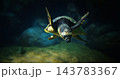 Pig-nosed Turtle Swim In Aquarium Bottom View. Fly River Turtle Pitted-shelled Turtle, And Warrajan Is Species Of Turtle Which Is Native To Northern Australia And Southern New Guinea. Pig-nosed 143783367