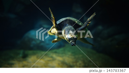 Pig-nosed Turtle Swim In Aquarium Bottom View. Fly River Turtle Pitted-shelled Turtle, And Warrajan Is Species Of Turtle Which Is Native To Northern Australia And Southern New Guinea. Pig-nosed Pig-nosed Turtle Swim In Aquarium Bottom View. Fly River Turtle Pitted-shelled Turtle, And Warrajan Is Species Of Turtle Which Is Native To Northern Australia And Southern New Guinea. Pig-nosed 143783367