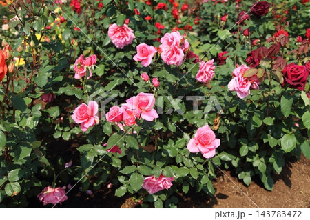 荒尾市 おもやい市民花壇 バラの花、 荒尾市 おもやい市民花壇 バラの花、 143783472