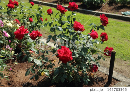 荒尾市　おもやい市民花壇　バラの花、 143783566