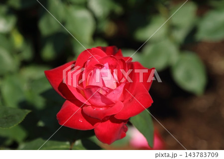 荒尾市　おもやい市民花壇　バラの花、 143783709