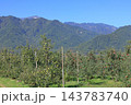 秋の安曇野　北アルプス山麓のリンゴ園 143783740