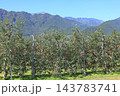 秋の安曇野　北アルプス山麓のリンゴ園 143783741