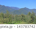 秋の安曇野　北アルプス山麓のリンゴ園 143783742