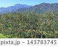 秋の安曇野　北アルプス山麓のリンゴ園 143783745
