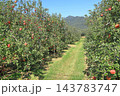 秋の安曇野　北アルプス山麓のリンゴ園 143783747