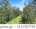 秋の安曇野　北アルプス山麓のリンゴ園 143783748