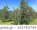 秋の安曇野　北アルプス山麓のリンゴ園 143783749