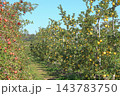 秋の安曇野　北アルプス山麓のリンゴ園 143783750