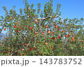 赤く色づいた収穫前のリンゴ 143783752