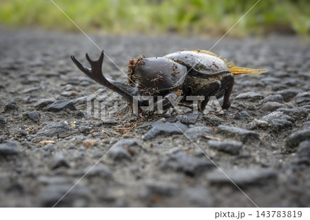 路面で絶えたオスのカブトムシ 路面で絶えたオスのカブトムシ 143783819